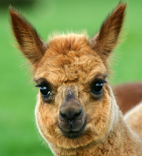 Alpaka Foto & Bild | tiere, haustiere, natur Bilder auf fotocommunity