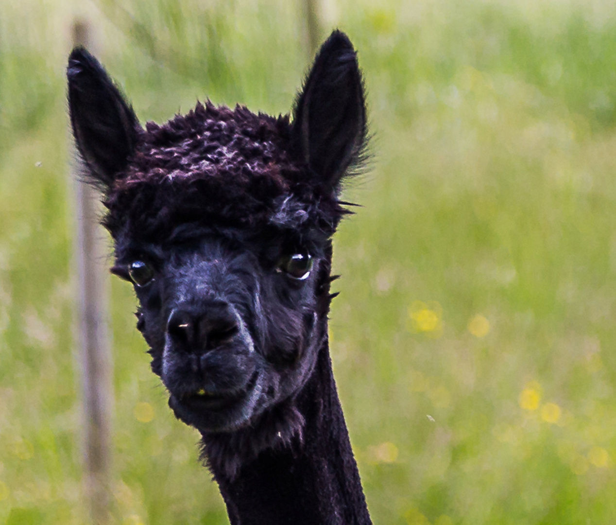 Alpaka Foto & Bild | tiere, wildlife, wildlife: sonstige tiere Bilder