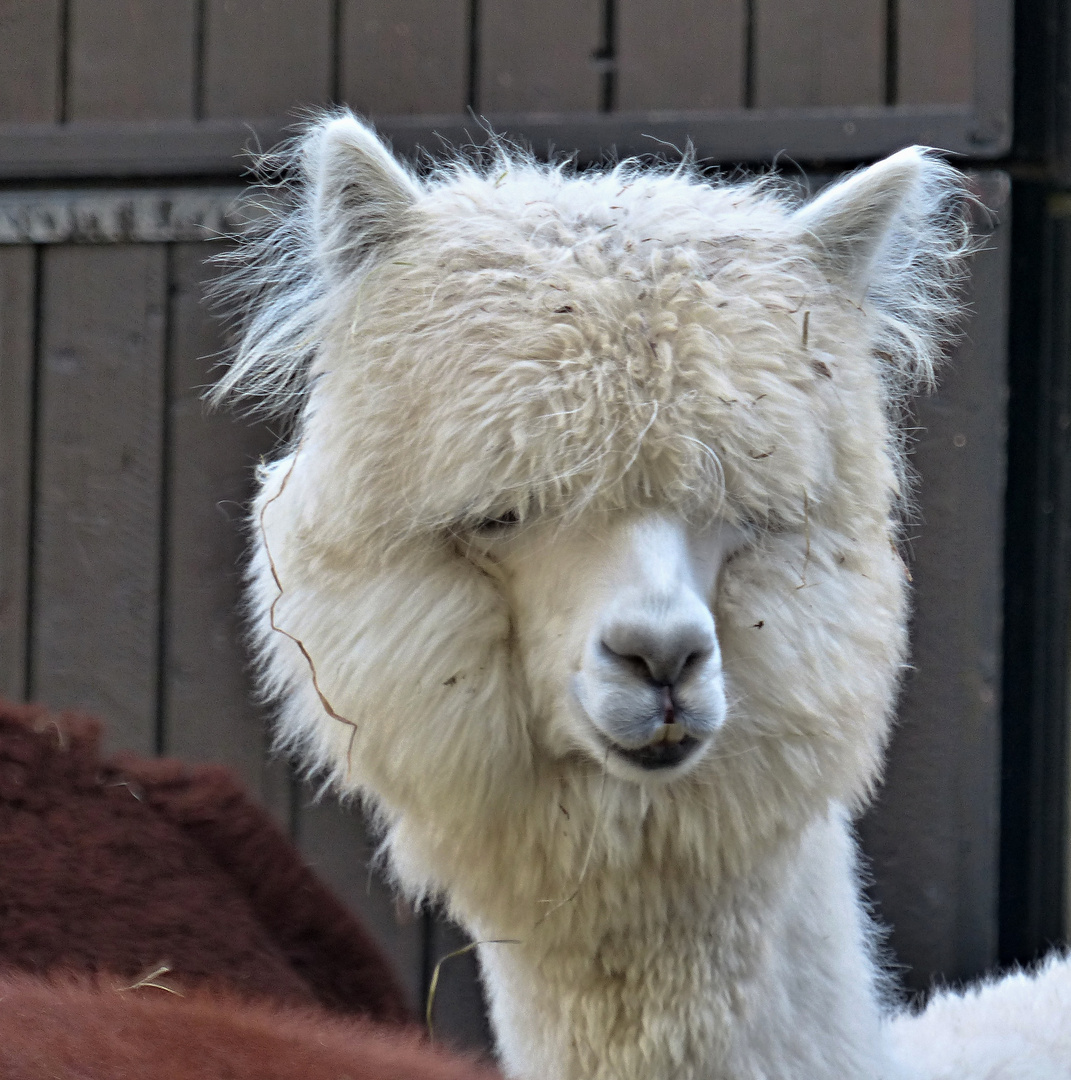 ALPAKA Foto & Bild | tiere, zoo, wildpark & falknerei, säugetiere