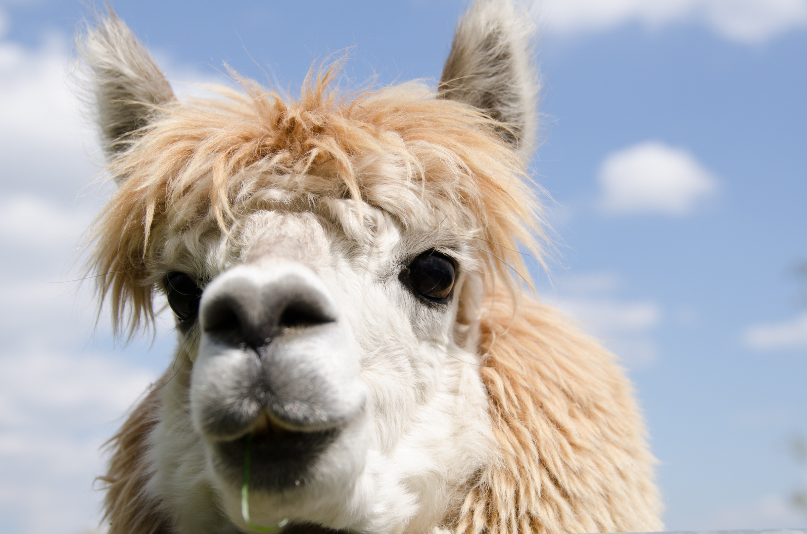 Alpaka Foto & Bild | natur, landschaft, tiere Bilder auf fotocommunity