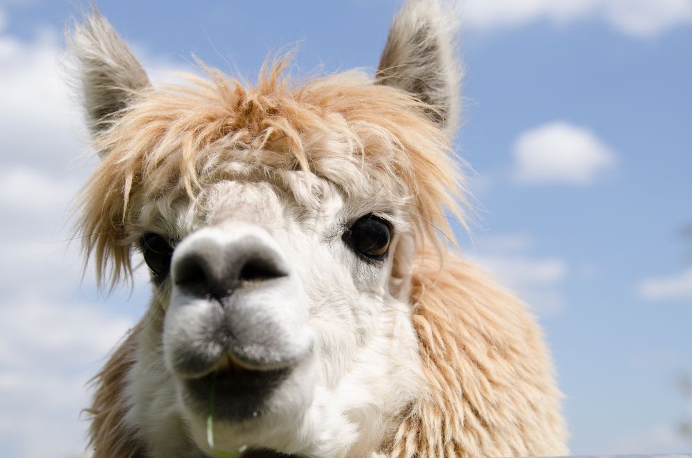 Alpaka Bild Zum Ausdrucken: Capture the Essence of the Andes
