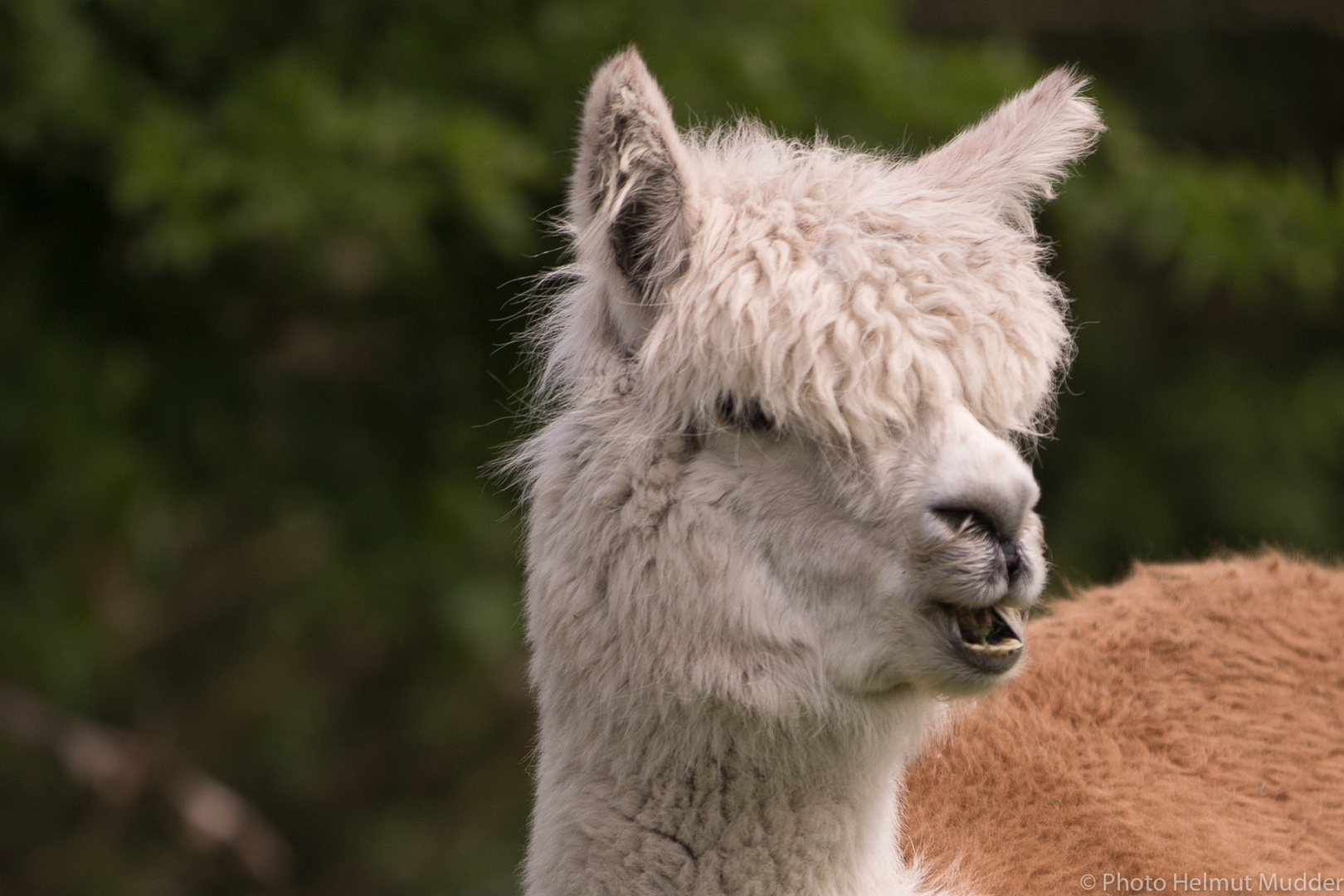 Alpaka Foto & Bild | tiere, tierdetails, alpaka Bilder auf fotocommunity