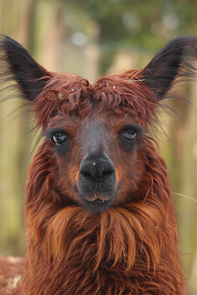 Alpaka Bild Zum Ausdrucken: Capture the Essence of the Andes
