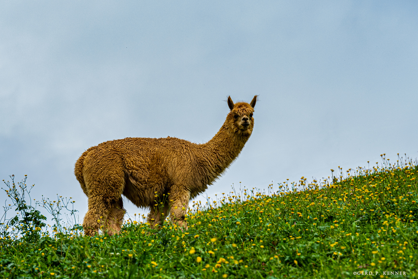 Alpaka auf Bergweide