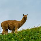 Alpaka auf Bergweide