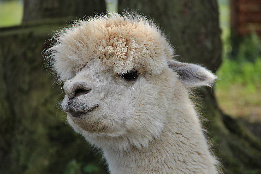 Alpaka auf der Alpakafarm in Walsleben.