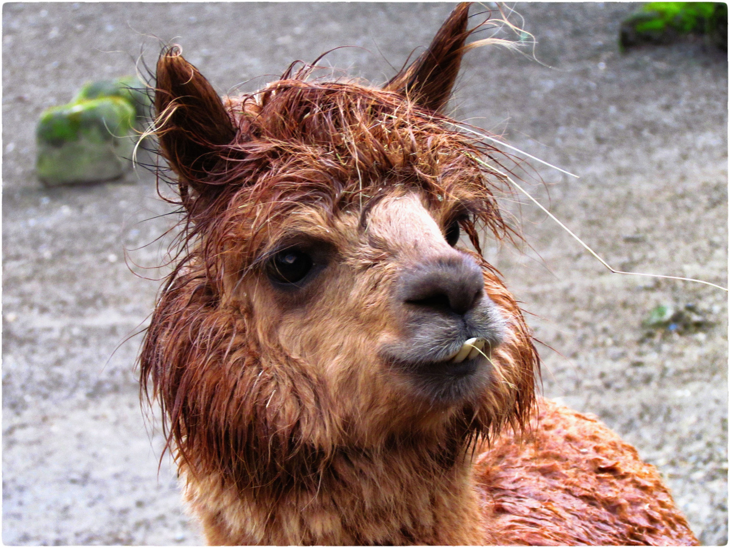 Alpaka Foto & Bild | natur, zoo, tiere Bilder auf fotocommunity