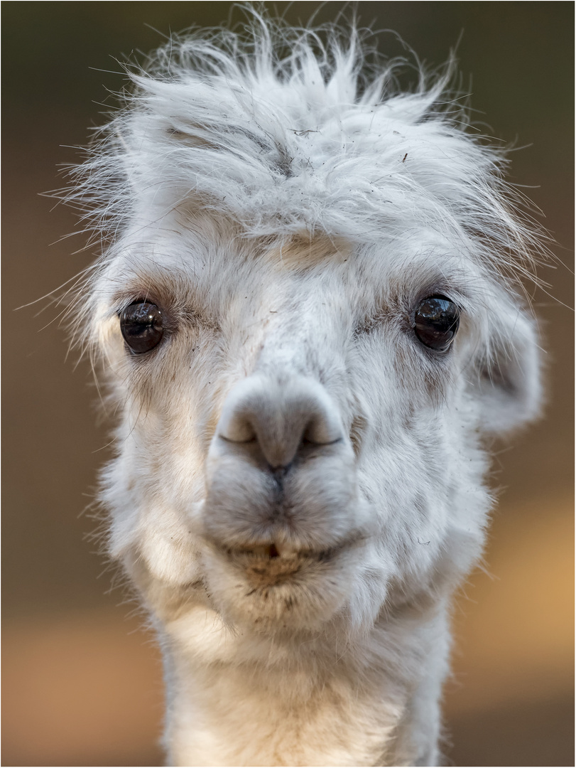 Alpaka Foto & Bild | nature, natur, portrait Bilder auf fotocommunity