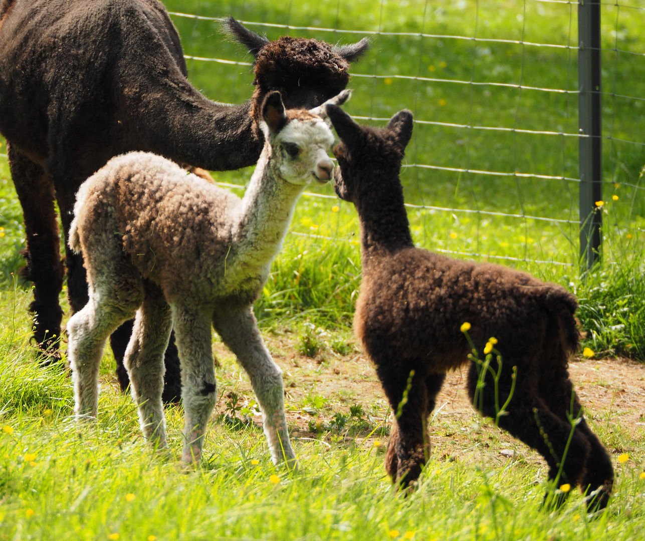 Alpaka Babies 3 und 6 Tage alt