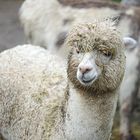 Alpaka bei Aschau im Chiemgau im Regen