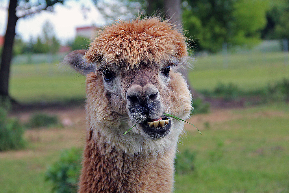 Alpaka beim Snack in Brandenburg