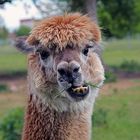 Alpaka beim Snack in Brandenburg