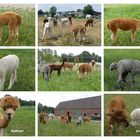 Alpaka-Collage  -  Zu diesen süßen Tieren springt der Funke sofort über ...