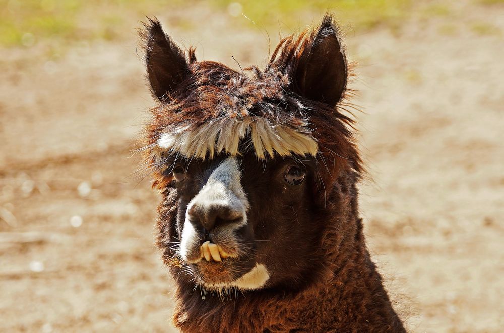 Alpaka... Foto & Bild | tiere, zoo, wildpark & falknerei, säugetiere