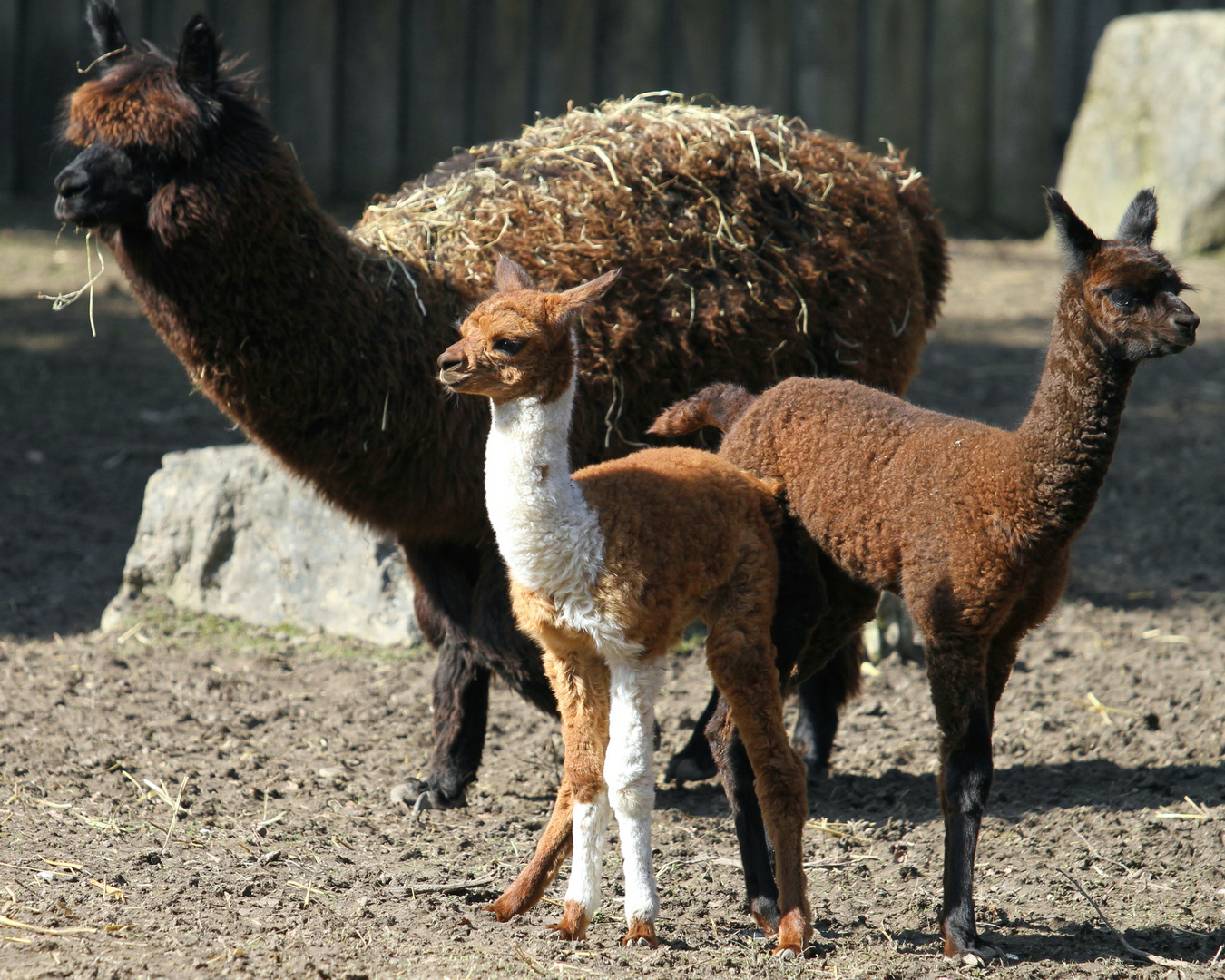 Alpaka Familie