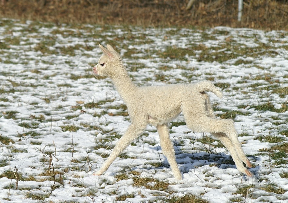 Alpaka Fohlen Im Schnee Foto Bild Tiere Haustiere Nutztiere Bilder Auf Fotocommunity