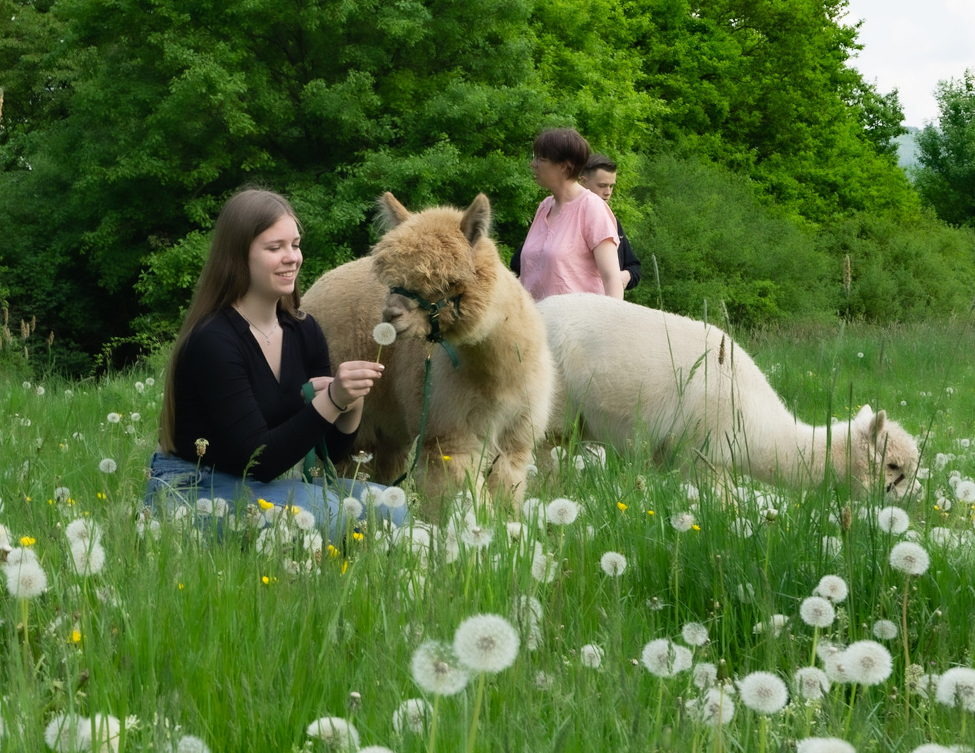 Alpaka Fotoshooting 