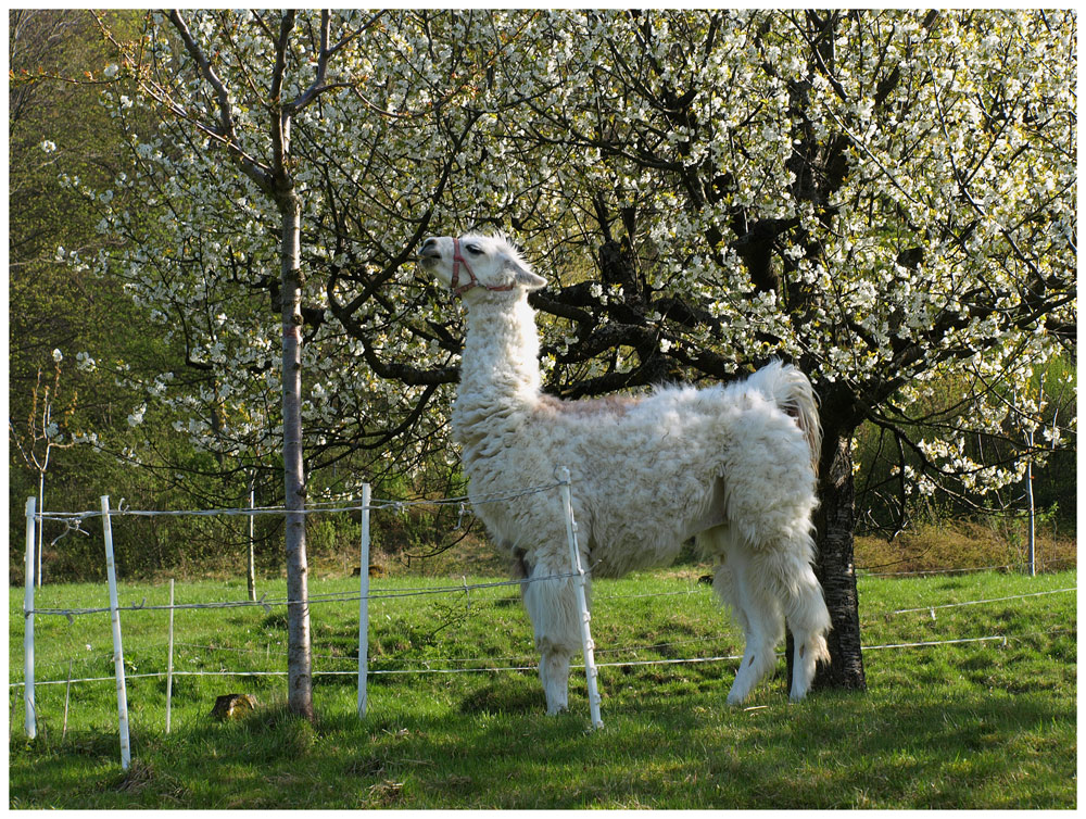 Alpaka im Frühling