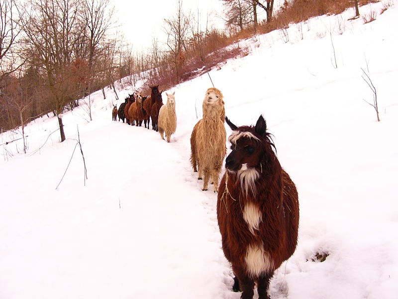 Alpaka im Schnee