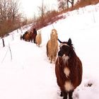 Alpaka im Schnee