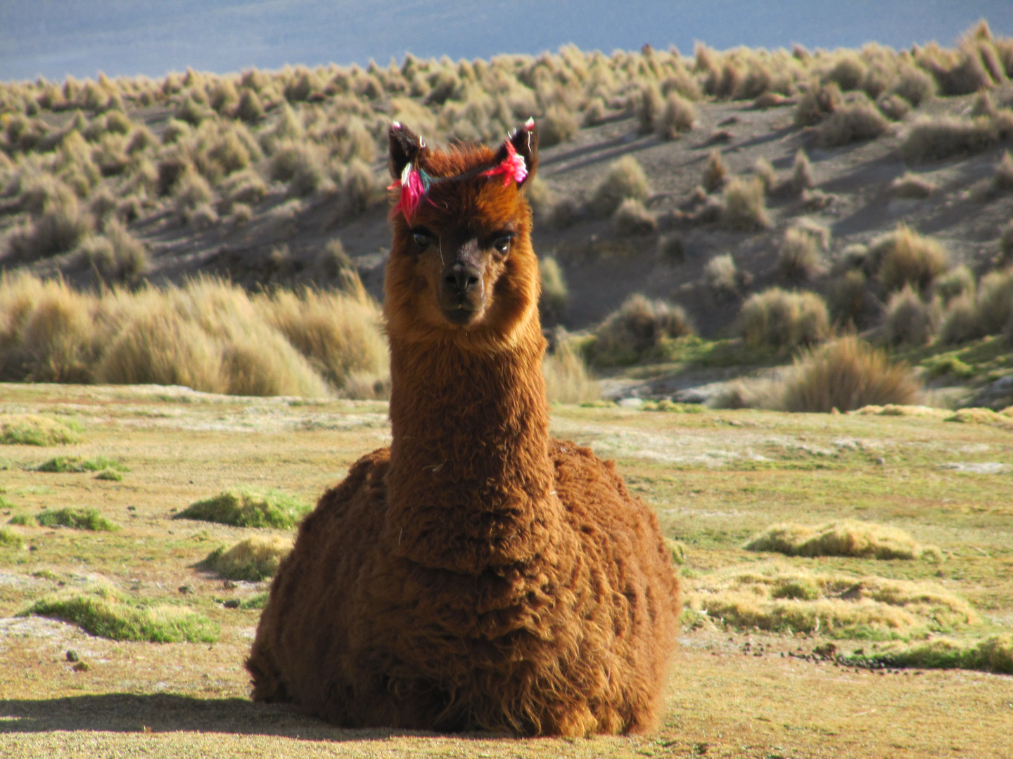 Alpaka in Bolivien