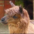 ° ALPAKA ° (Lama guanicoe pacos)