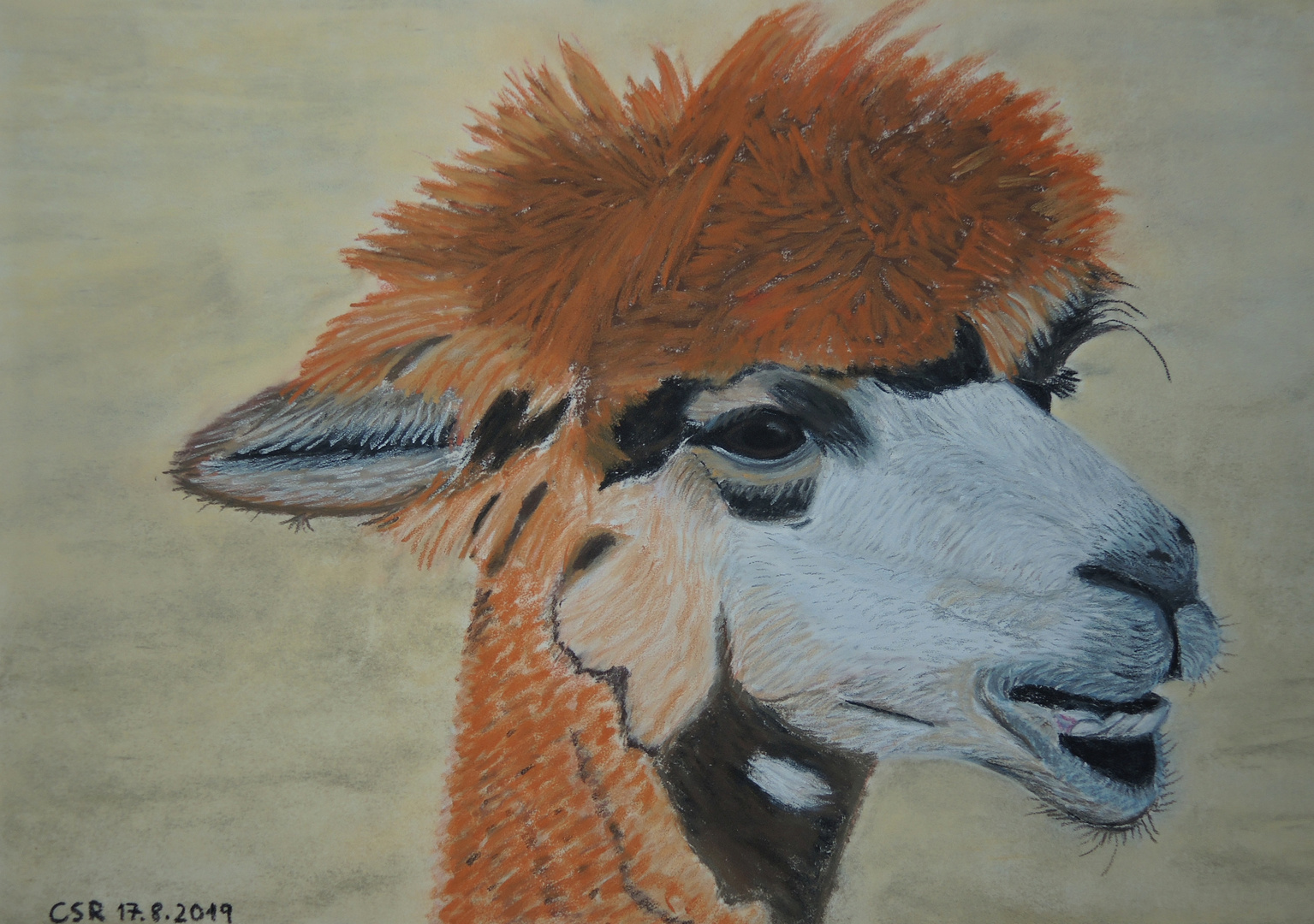 Alpaka-Porträt - mit Pastellkreide gemalt