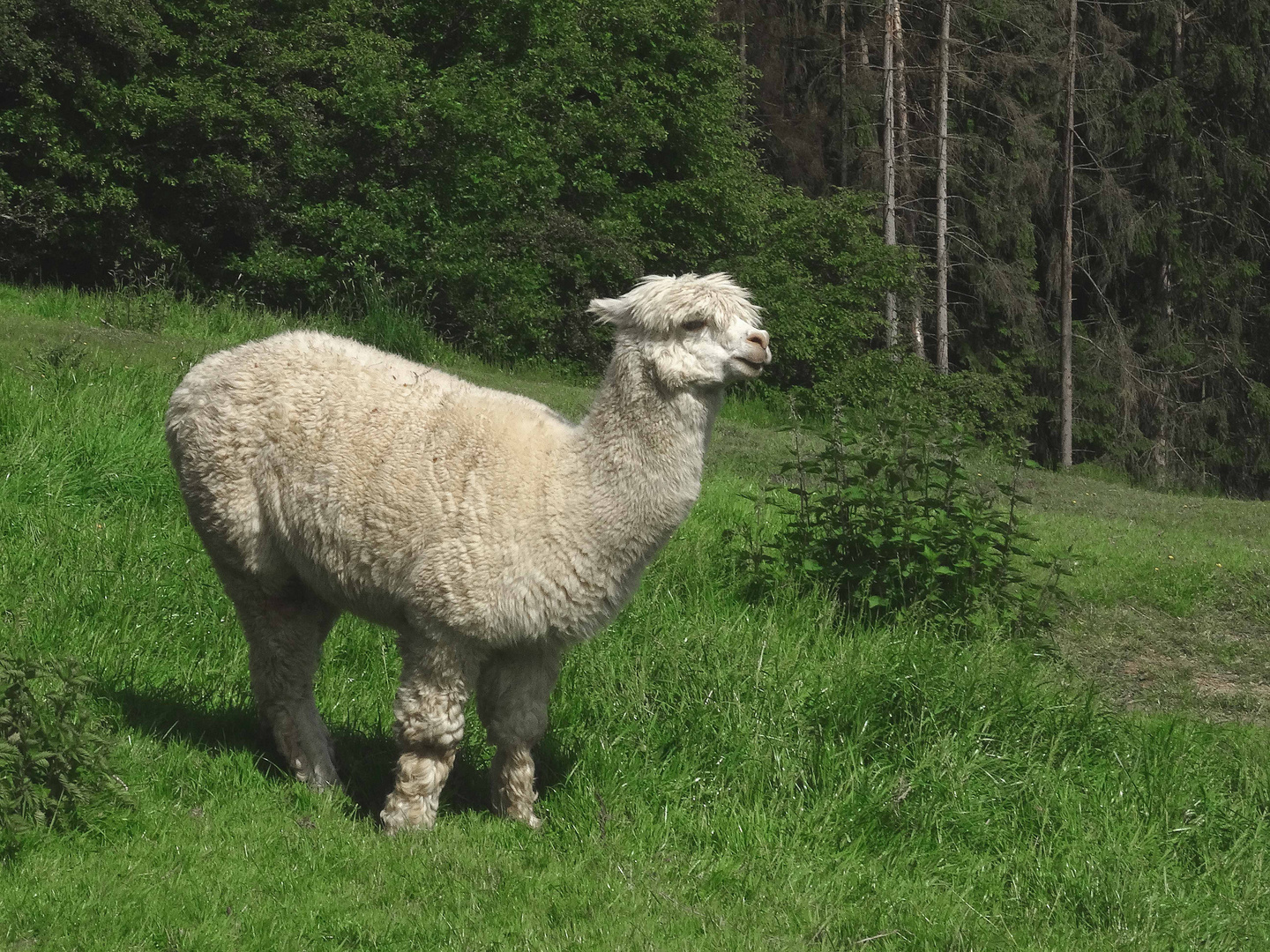 Alpaka (südamerikanisches Kamelschaf) im Wildgehege Gackenbach / Ww ...