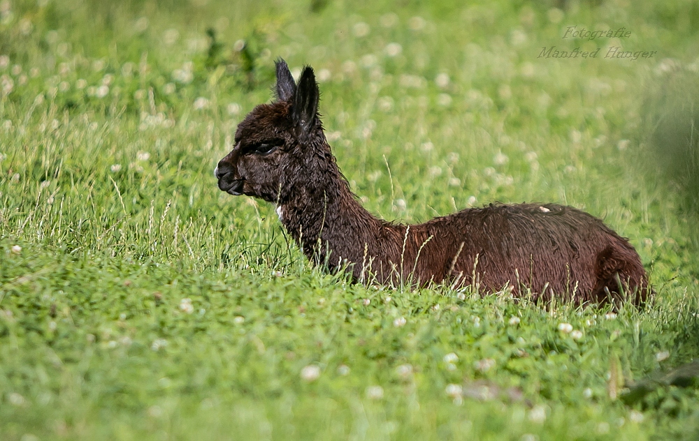 Alpaka / Zoo Archte Noah / 13.07.20