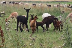 Alpakafarm in Sachsen