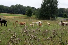 Alpakafarm mitten in Sachsen