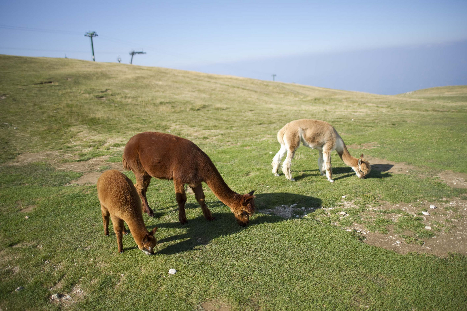 Alpakas auf dem Monte Baldo