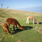 Alpakas auf dem Monte Baldo