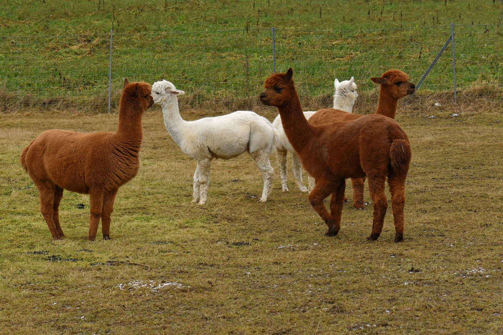 Alpakas auf der Weide