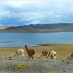 Alpakas bei den Lagunen Negro Mayo