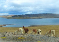 Alpakas bei den Lagunen Negro Mayo