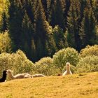 Alpakas im Erzgebirge