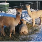 Alpakas im Fichtelgebirge