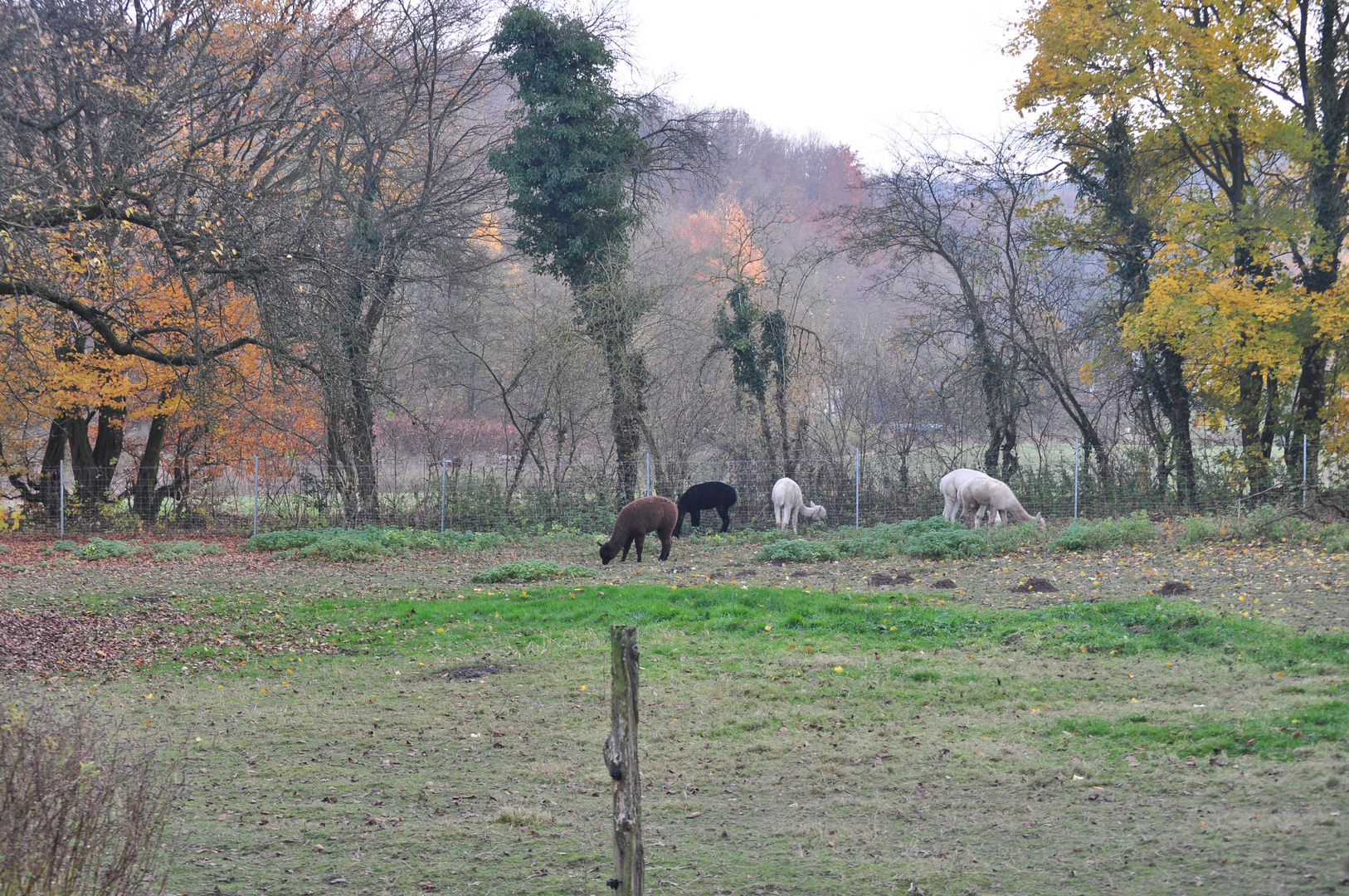 Alpakas im Herbst