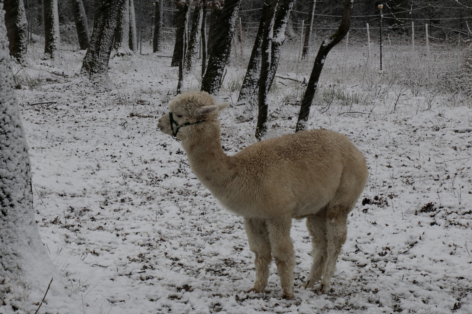 Alpaka´s im Schnee