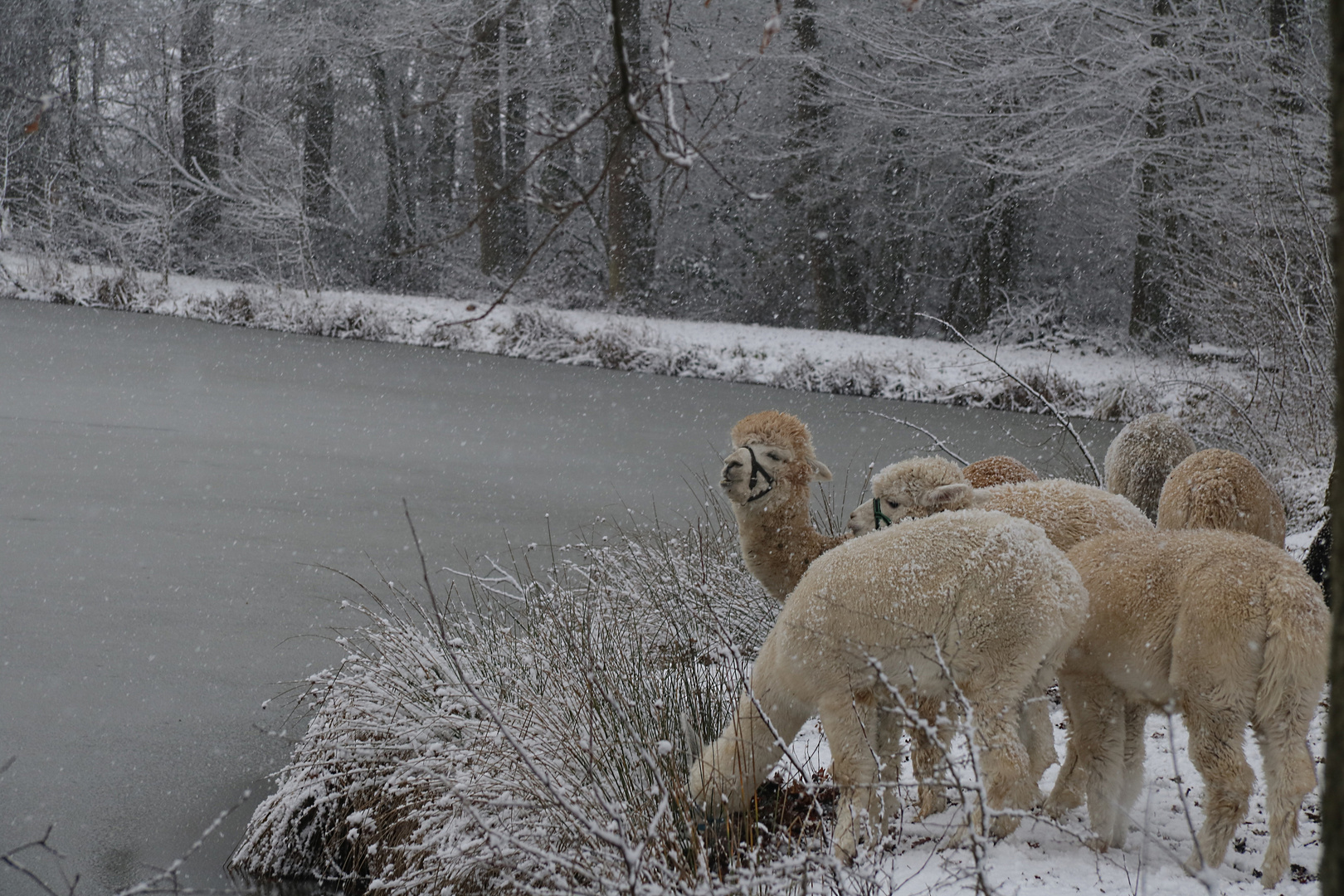 Alpaka´s im Schnee