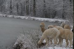 Alpaka´s im Schnee