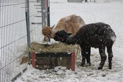 Alpaka´s im Schnee