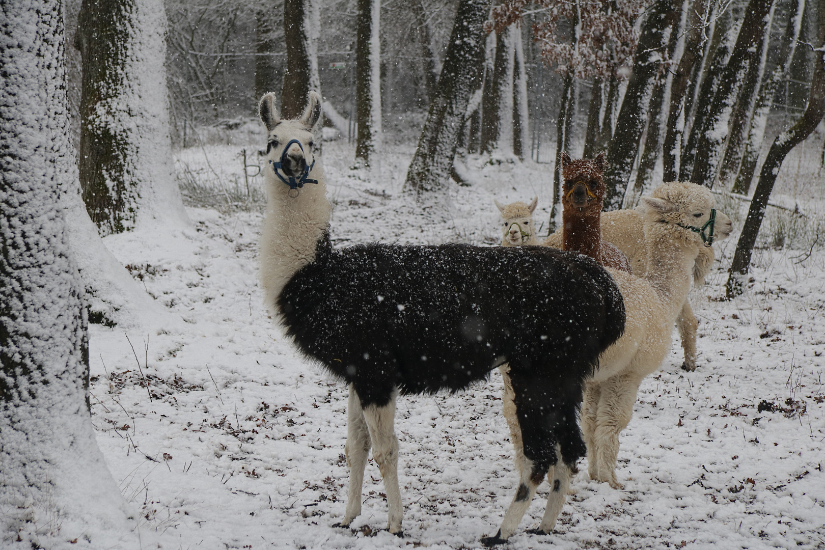 Alpaka´s im Schnee