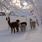 Alpakas im winterlichen Frost