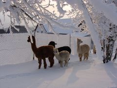 Alpakas im winterlichen Frost