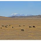 Alpakas in ihrem natürlichen Lebensraum (im Hintergrund der "Ampato")