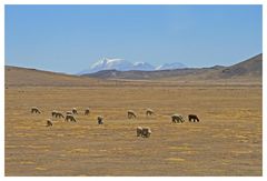Alpakas in ihrem natürlichen Lebensraum (im Hintergrund der "Ampato")