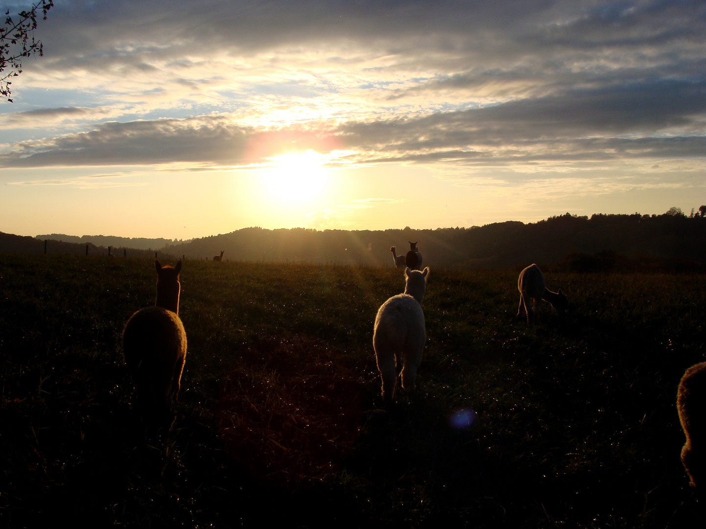 Alpakas (Lama Pacos) im Sonnenuntergang