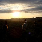 Alpakas (Lama Pacos) im Sonnenuntergang